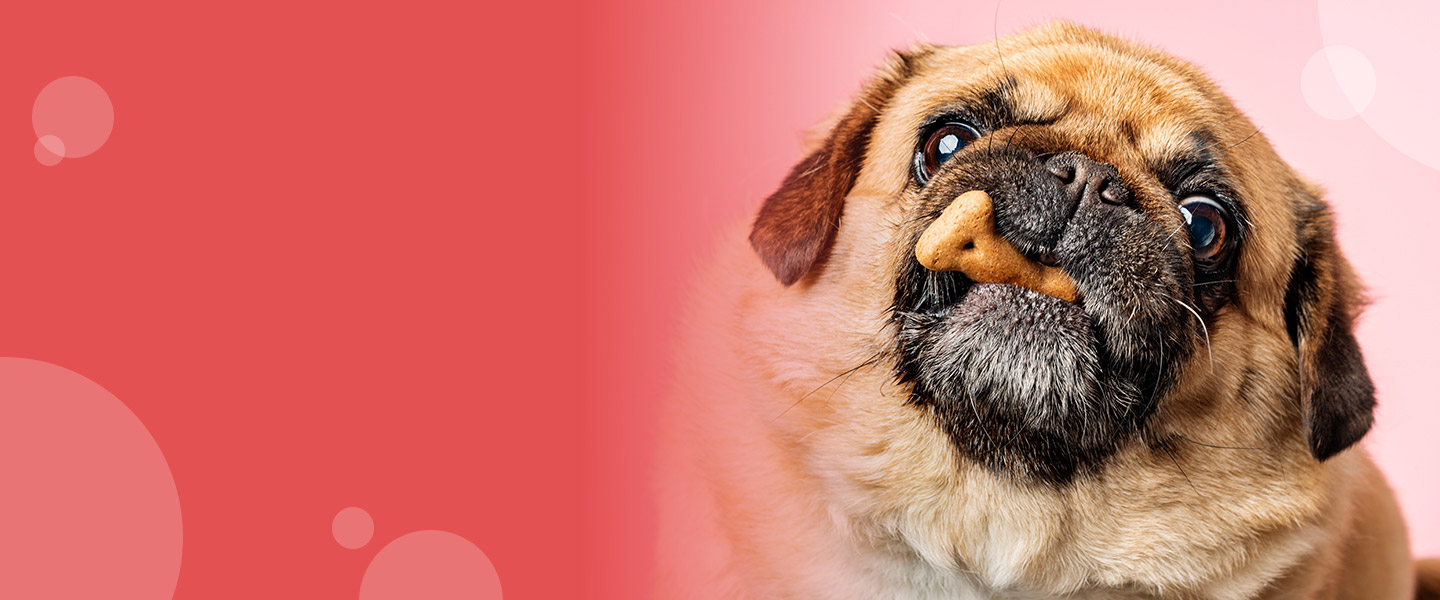 pug holding a treat in its mouth